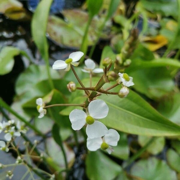 Sagittaria graminea 花