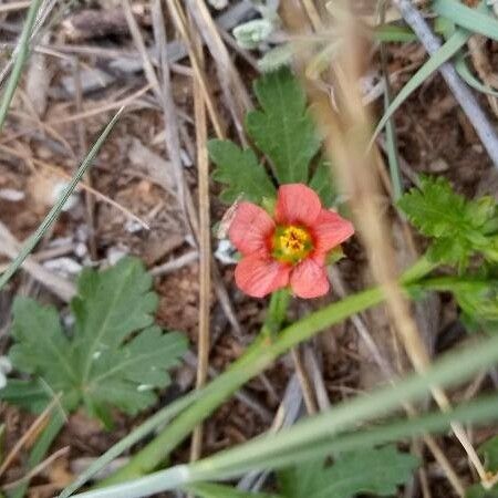 Modiola caroliniana Flower