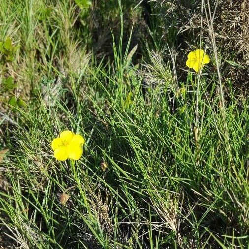 Linum maritimum 花