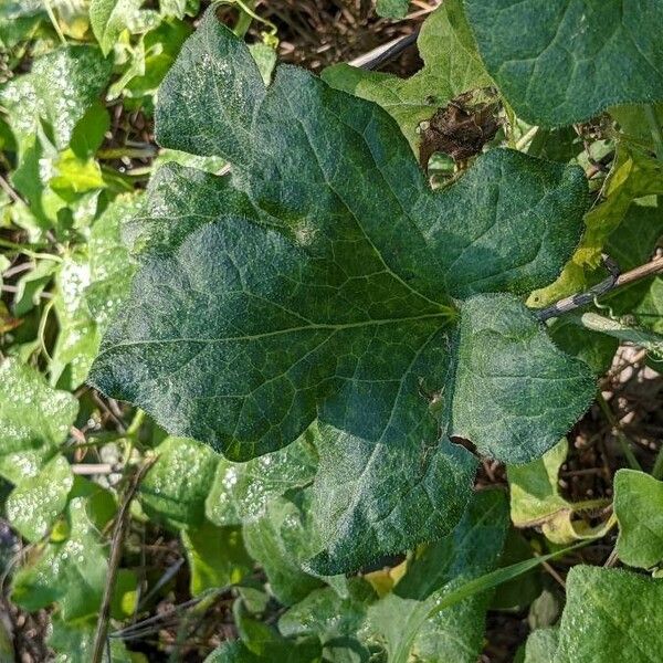 Bryonia cretica Leaf