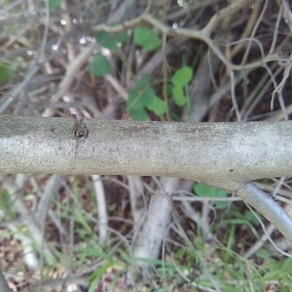 Bauhinia galpinii Bark