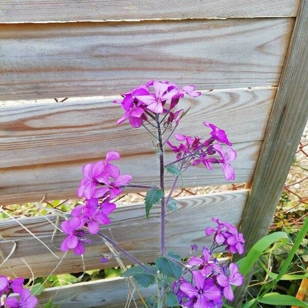 Lunaria annua Floro