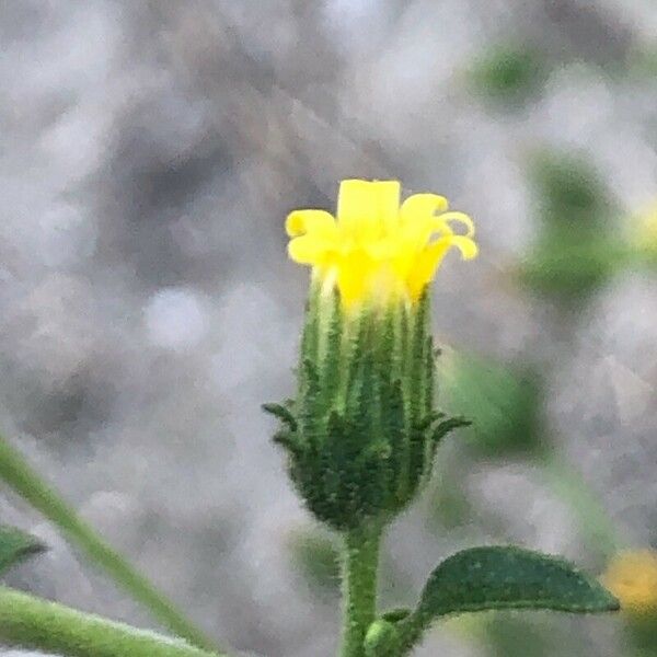 Dittrichia graveolens Flower