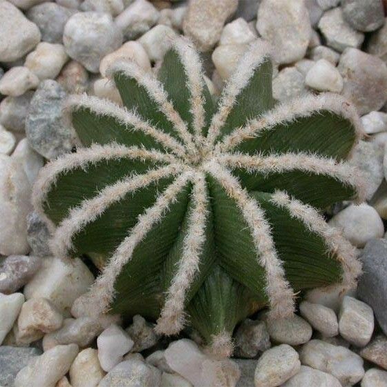 Aztekium hintonii List