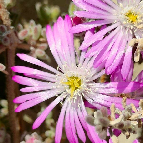 Drosanthemum hispidum ফুল