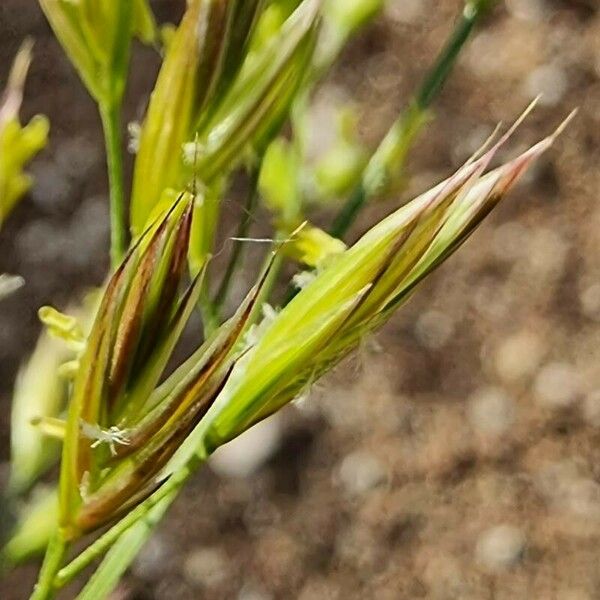 Lolium pratense Floare