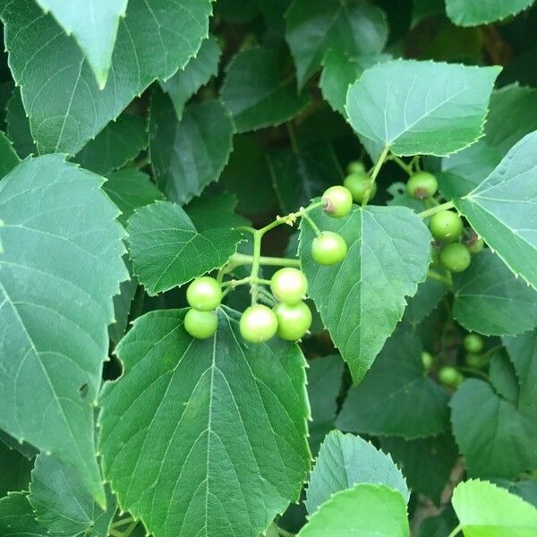 Ampelopsis cordata Fruit