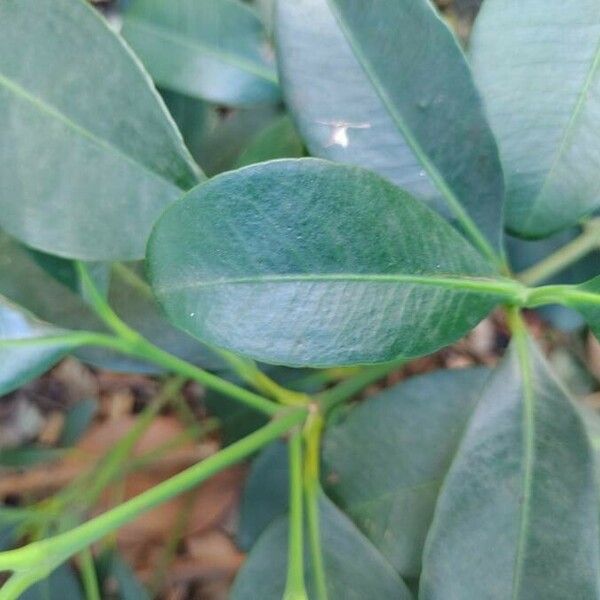 Garcinia gardneriana Blad