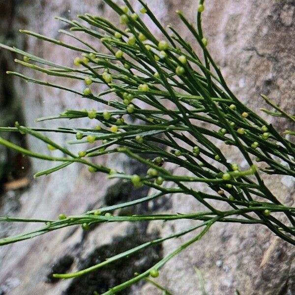 Psilotum nudum Lehti