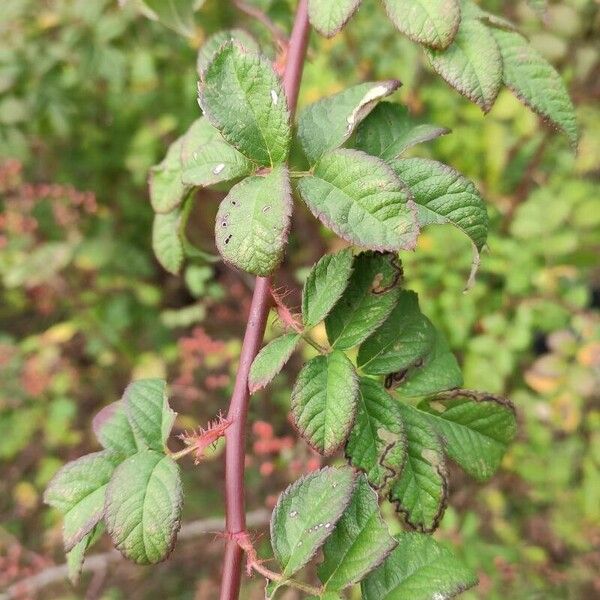 Rosa banksiae Leaf