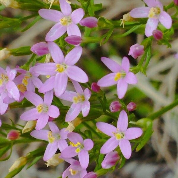 Centaurium erythraea Flower