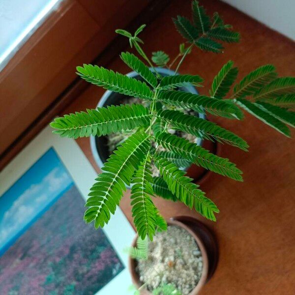 Leucaena leucocephala Blatt