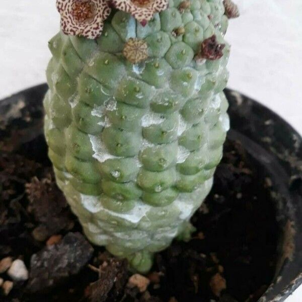 Larryleachia cactiformis Yaprak