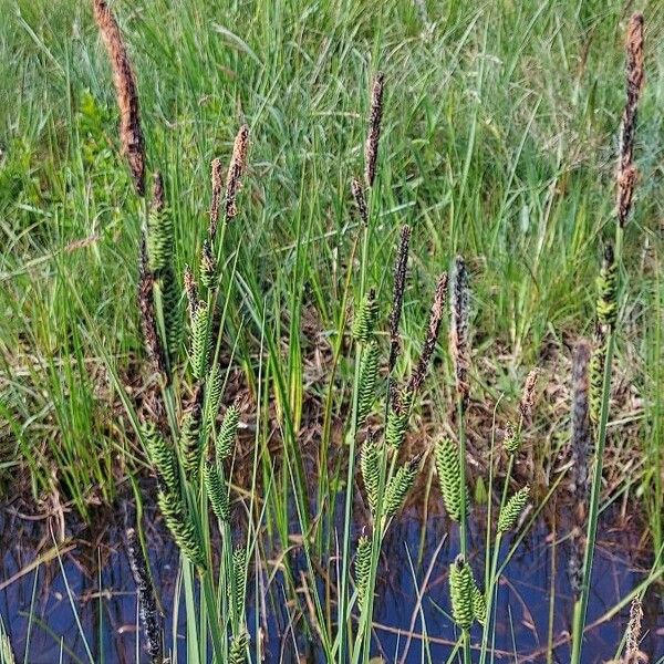 Carex elata Blüte