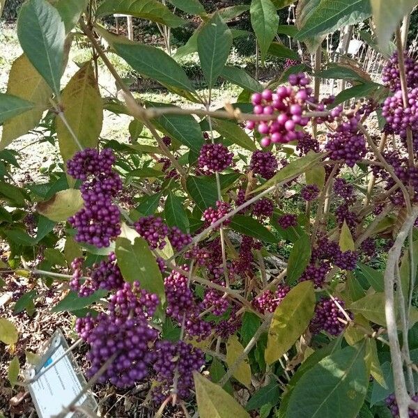 Callicarpa americana Vaisius