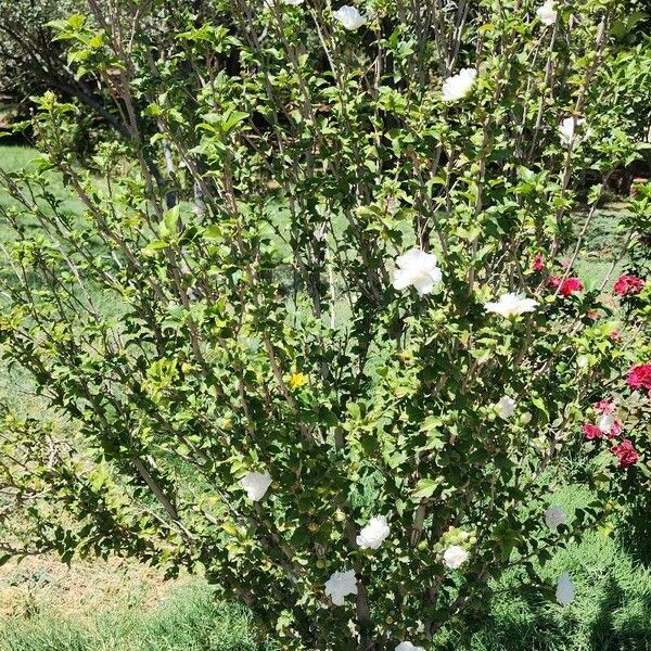 Hibiscus syriacus ശീലം