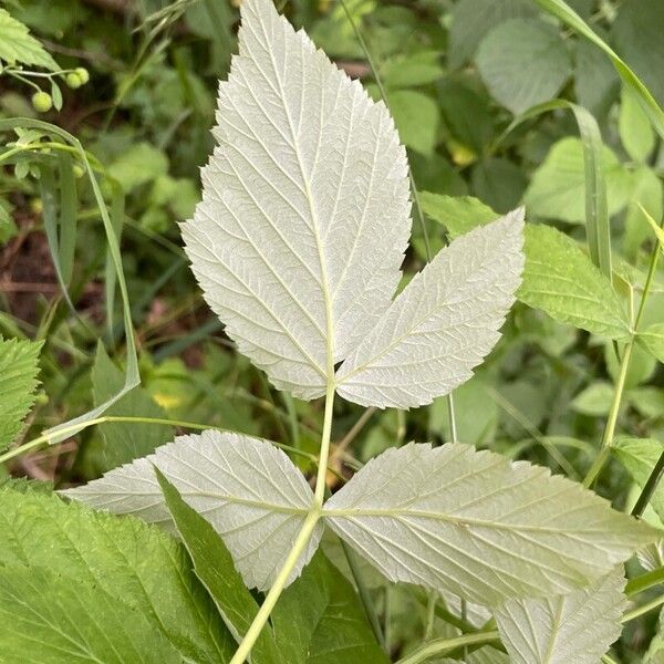 Rubus idaeus Лист