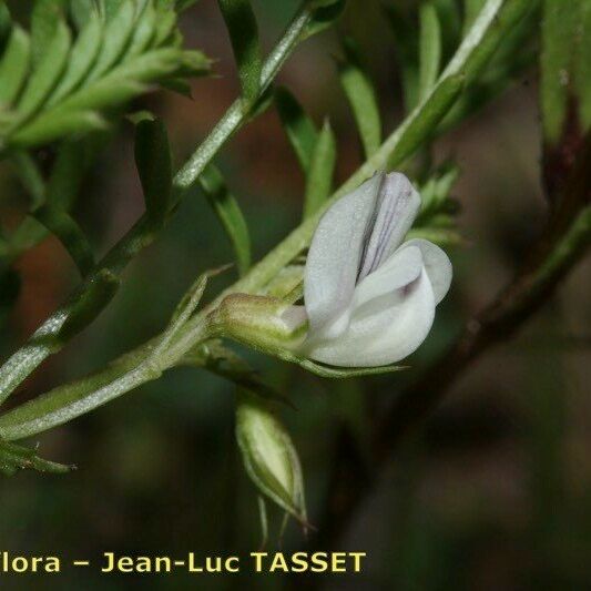 Vicia ervilia Flower