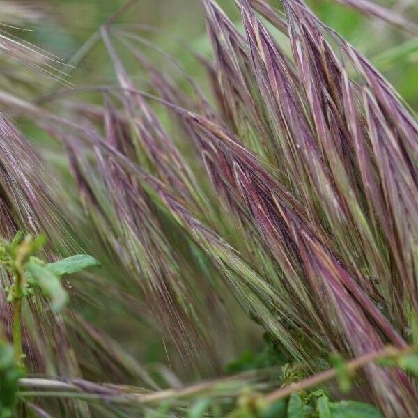 Bromus tectorum Flower