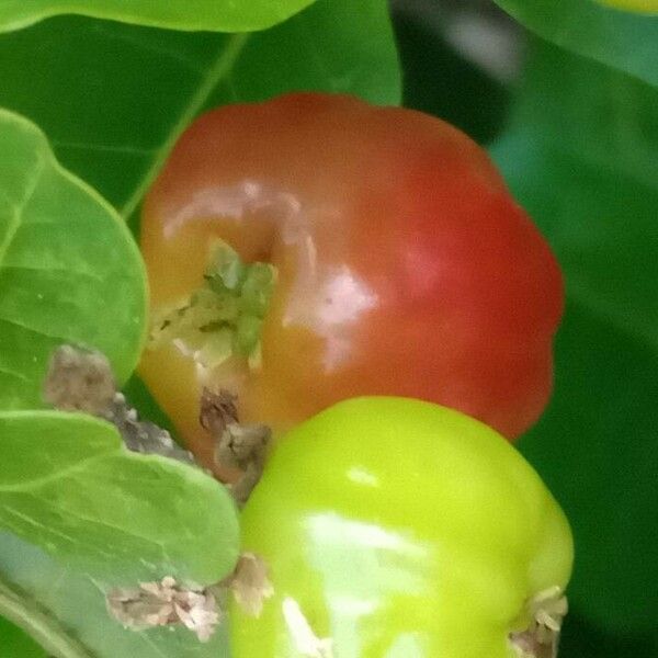 Malpighia glabra Fruit