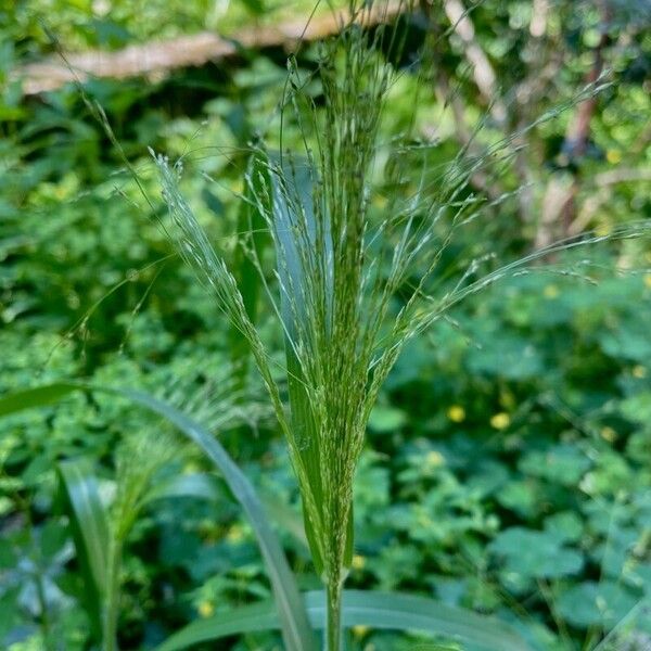 Panicum capillare Vili