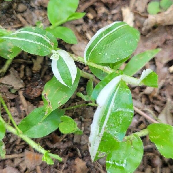 Oplismenus undulatifolius Leaf