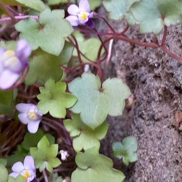 Cymbalaria muralis Blad