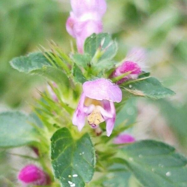 Galeopsis bifida Цвят