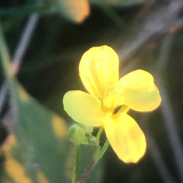 Rorippa sylvestris फूल