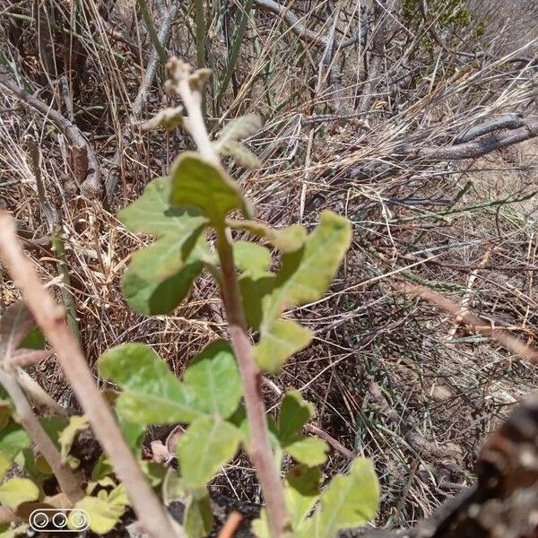 Lannea triphylla Blad