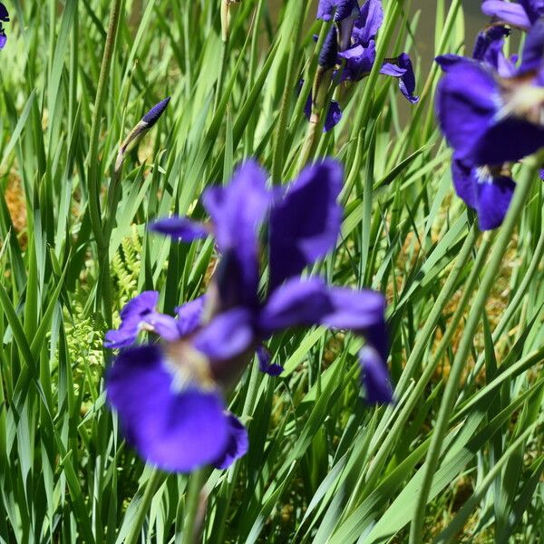 Iris versicolor Fiore