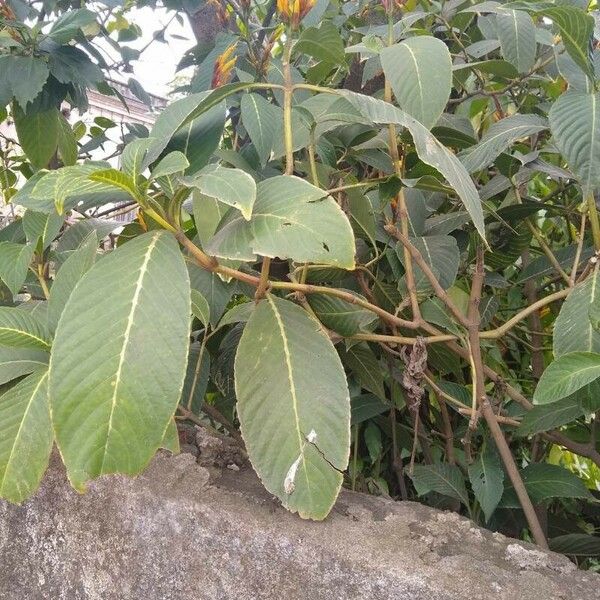 Sanchezia oblonga Leaf