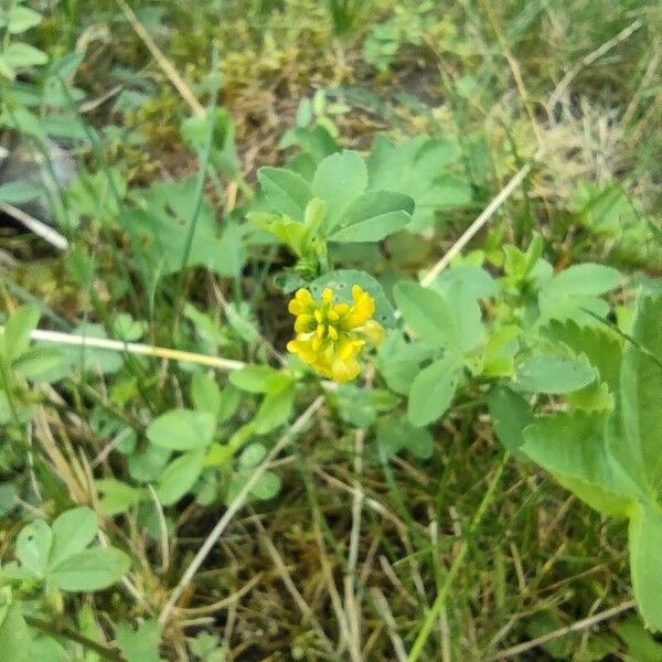 Trifolium aureum Цветок