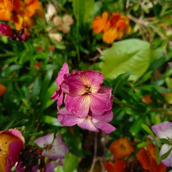 Erysimum × cheiri Květ