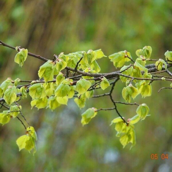 Ulmus glabra Beste bat