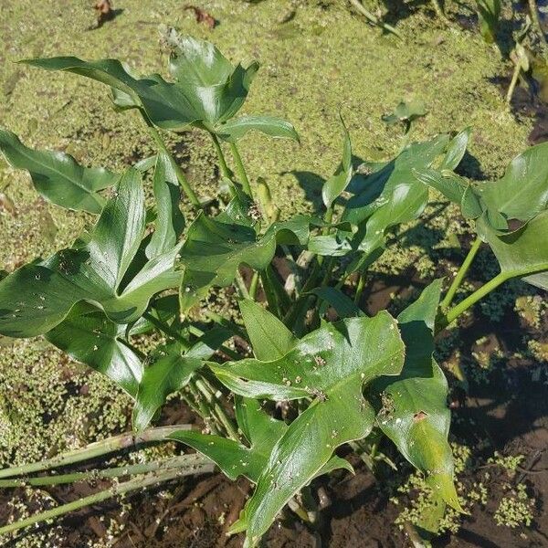 Peltandra virginica Ліст