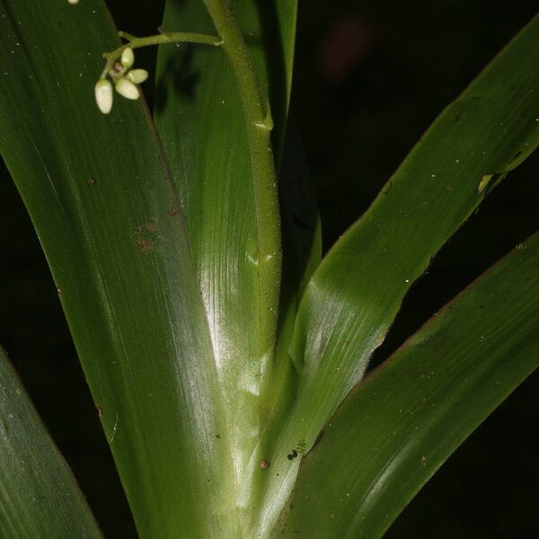 Xiphidium caeruleum Leaf