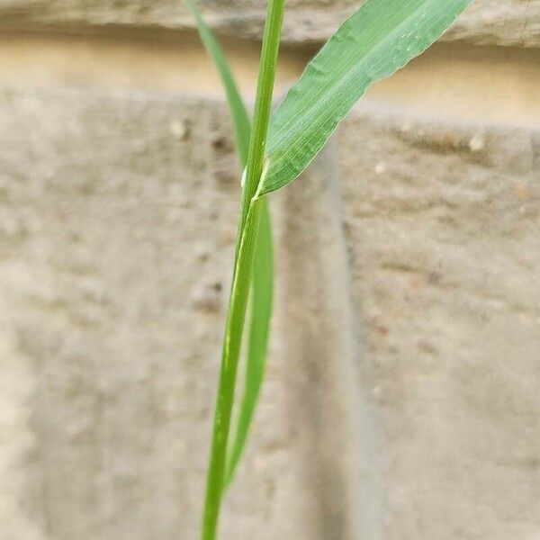 Echinochloa colona Coajă