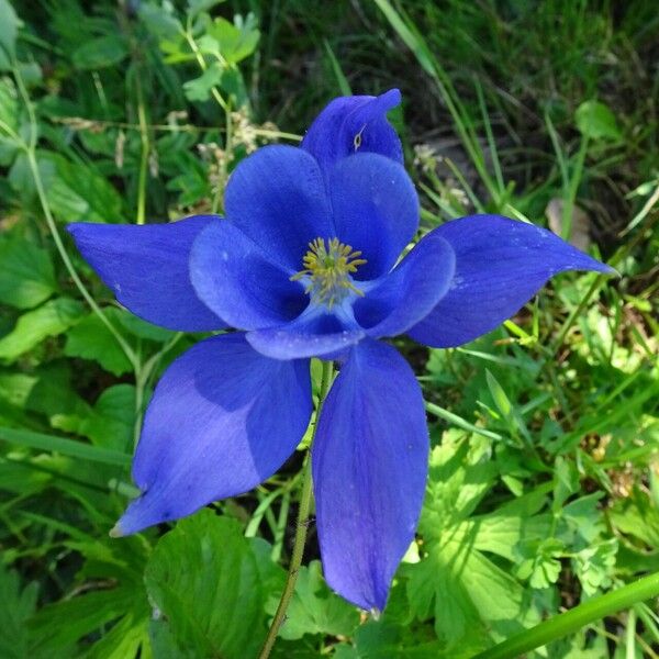 Aquilegia pyrenaica Virág