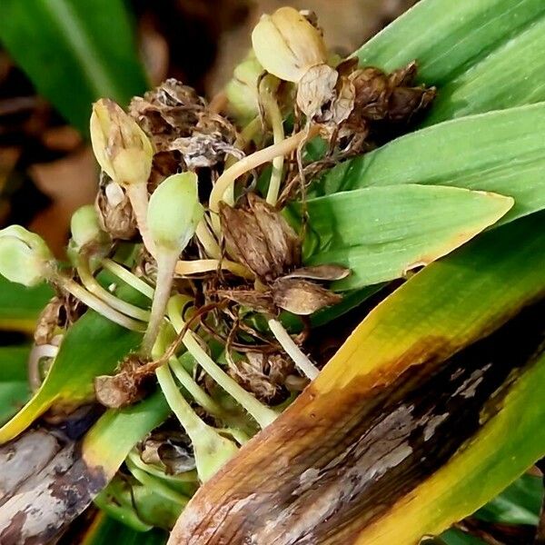 Tradescantia ohiensis Fruto