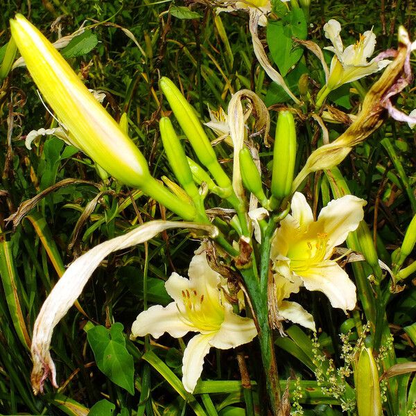 Hemerocallis fulva Elinympäristö