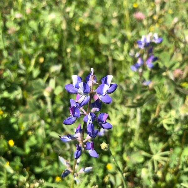 Lupinus bicolor Fiore