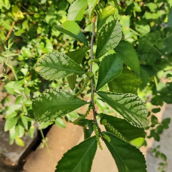 Acalypha siamensis Leaf