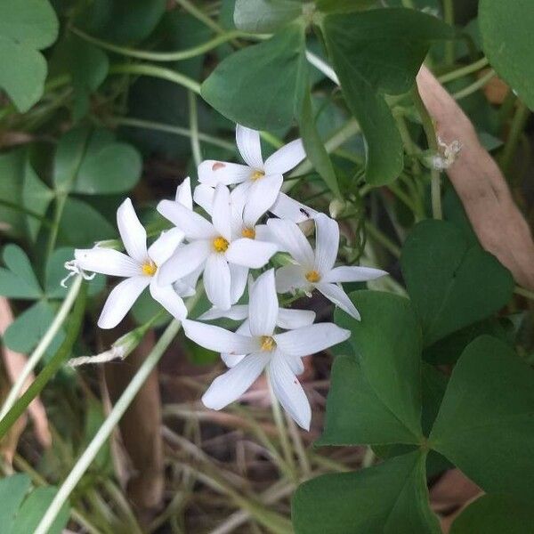Oxalis articulata 花