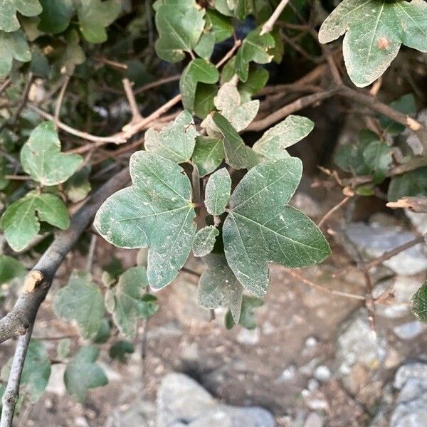 Acer sempervirens Yaprak