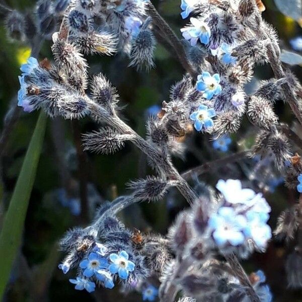 Myosotis ramosissima Flower