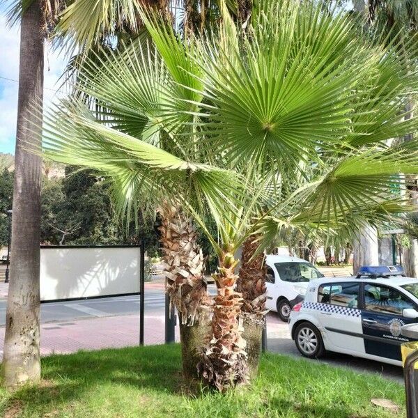 Washingtonia robusta Leaf