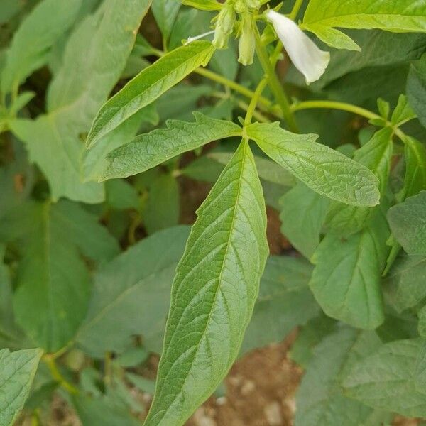 Sesamum orientale Blatt