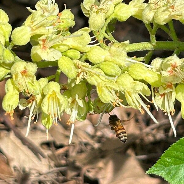 Aesculus glabra Květ