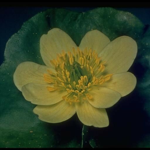 Caltha leptosepala 花